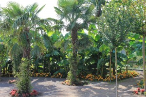 Palms in Vienna